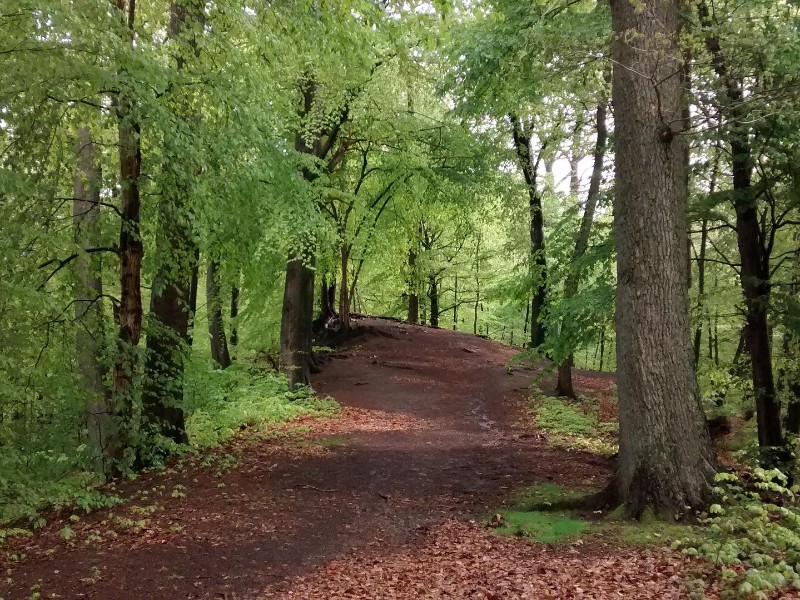 Wandelpad in het Arnsberger Woud