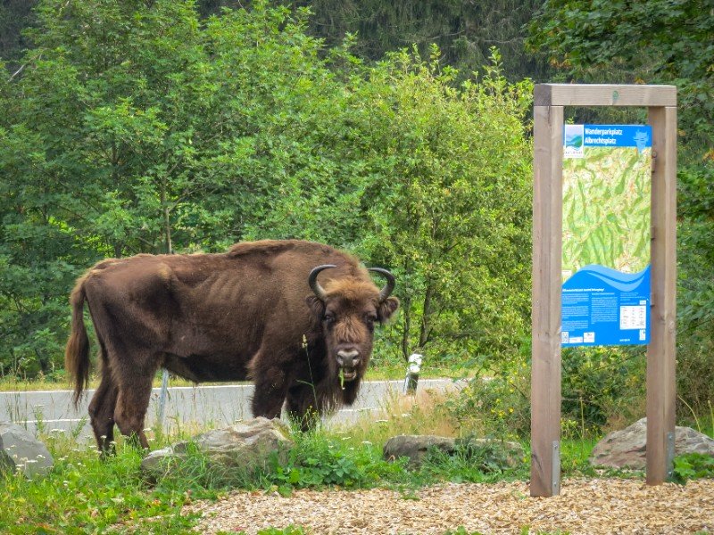 Deze wisent kwamen we tegen op de Rothaarsteig